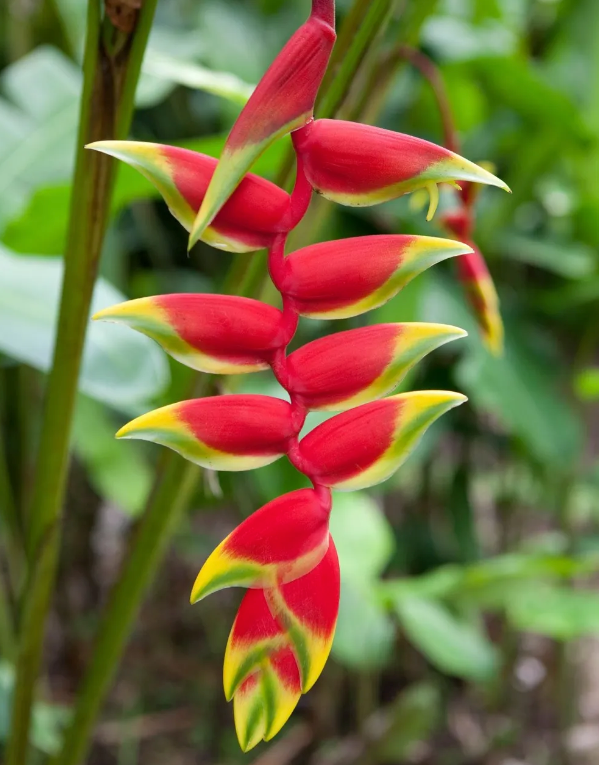 Colombia Inza - Las Heliconias