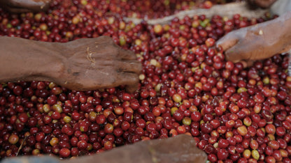 Ethiopia Natural - Guji Tebe Melge